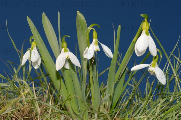 Galanthus or Snowdrop (Galanthus elwesii)