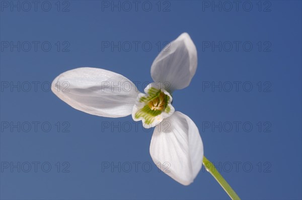 Galanthus or Snowdrop (Galanthus elwesii)