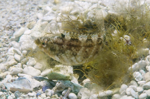Grey wrasse (Symphodus cinereus) guarding its nest