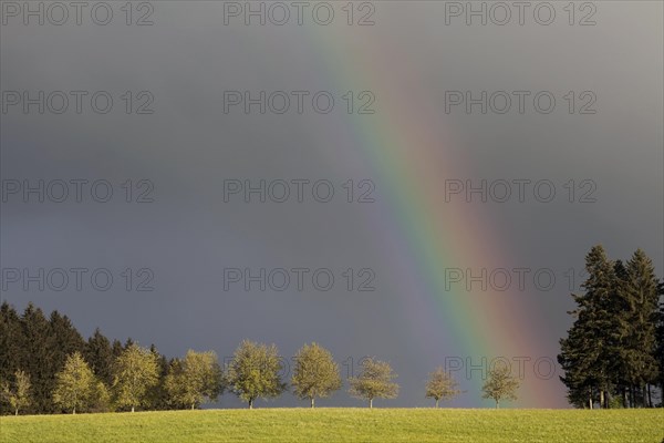 Rainbow behind a row of trees