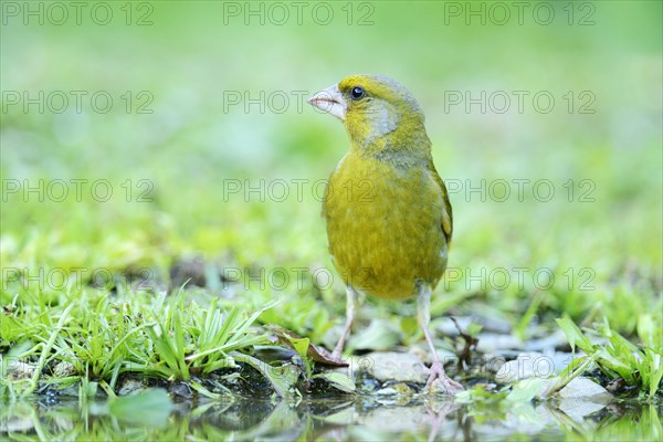 Greenfinch (Carduelis chloris) on the pond shore