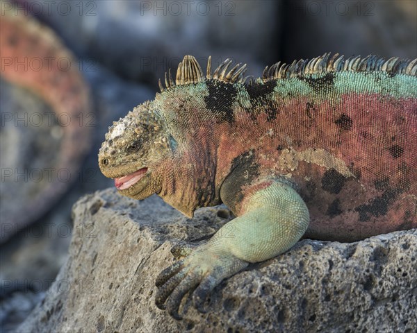 Marine Iguana (Amblyrhynchus cristatus)