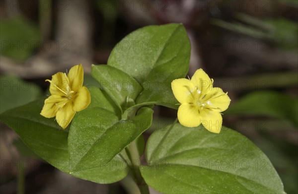Yellow Pimpernel (Lysimachia nemorum)