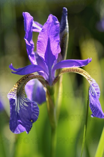 Siberian Iris (Iris sibirica)
