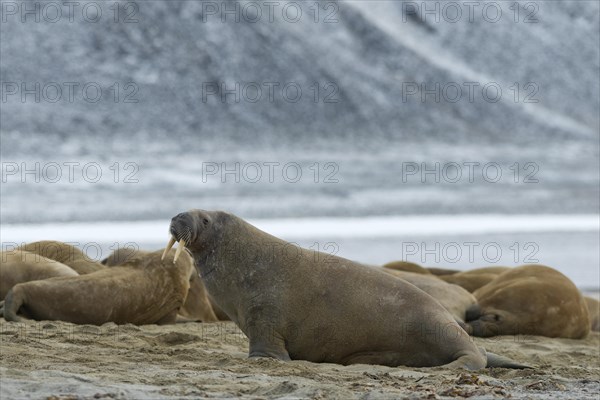 Walruses (Odobenus rosmarus)
