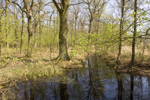 Riparian forest with Oak trees or Pedunculate Oaks (Quercus robur) and pools of water in the spring