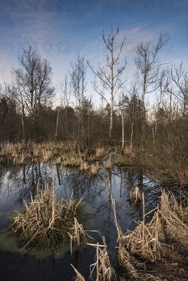 Bog in Schwenninger Moos Nature Reserve