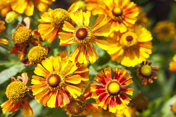 Sneezeweed (Helenium)