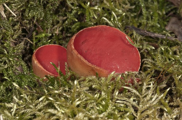 Scarlet Elf Cup (Sarcoscypha coccinea)