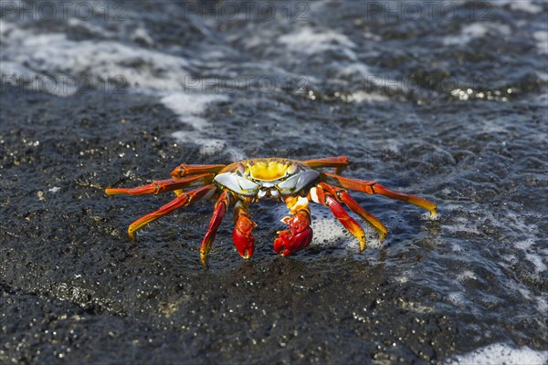 Red Rock Crab (Grapsus grapsus) on a rock in the surf