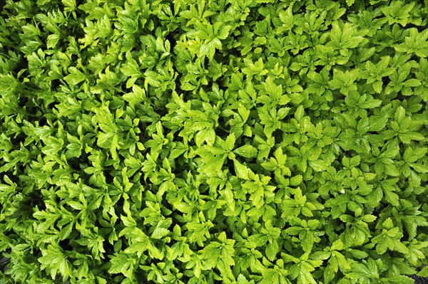 Japanese Pachysandra or Japanese Spurge (Pachysandra terminalis) with raindrops
