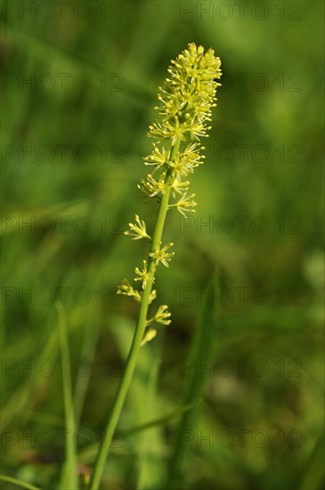 Alpine Asphodel (Tofieldia calyculata)