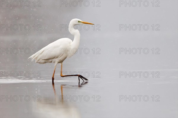Great Egret (Ardea alba) wading through water during snowfall
