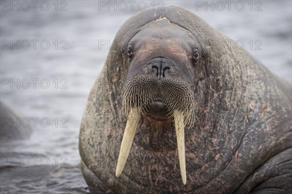 Walrus (Odobenus rosmarus)