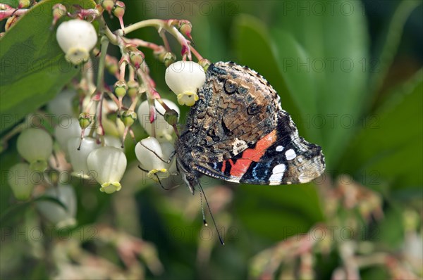 Red Admiral (Vanessa atalanta)