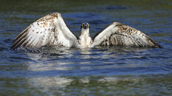 Osprey (Pandion haliaetus) taking flight after an unsuccessful hunt