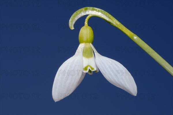 Giant Snowdrop (Galanthus elwesii)