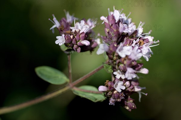 Flowering Oregano (Origanum vulgare)