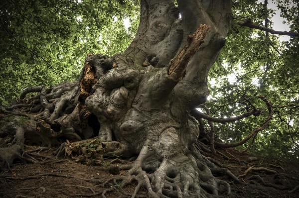 Ancient Beech (Fagus) in a forest