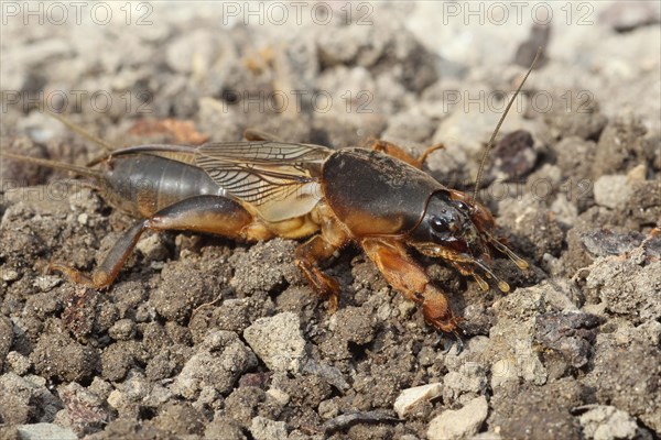 European Mole Cricket (Gryllotalpa gryllotalpa)