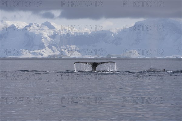 Fluke of a Humpback Whale (Megaptera novaeangliae)