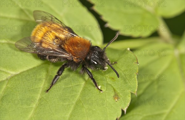 Tawny Mining Bee (Andrena fulva)