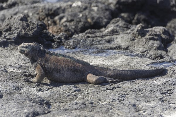 Marine Iguana (Amblyrhynchus cristatus)