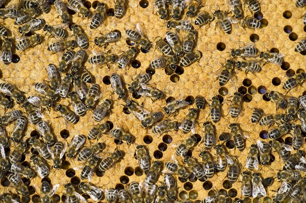 Honey Bees (Apis sp.) on a honeycomb