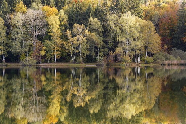 Autumn forest reflected in Lake Haarsee