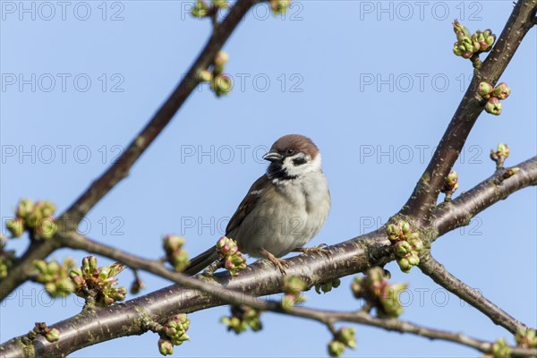 Tree Sparrow (Passer montanus)