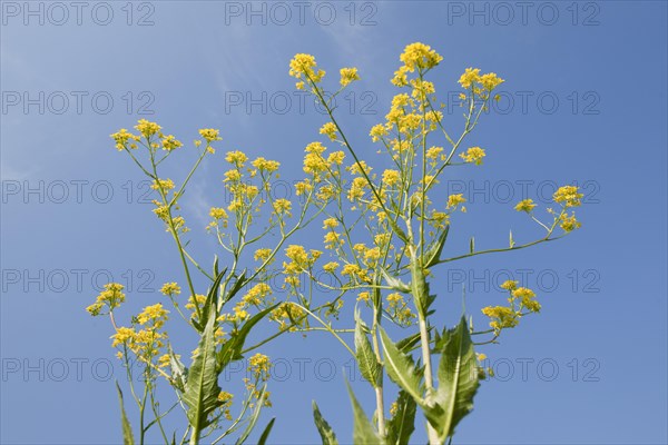 Turkish Rocket (Bunias orientalis)