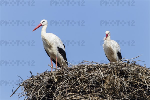 White storks (Ciconia ciconia) on the nest