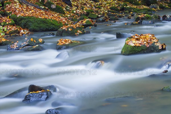 Holzbach creek in the Holzbachschlucht