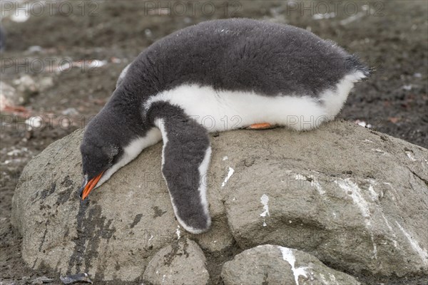 Gentoo Penguin (Pygoscelis papua) chick in downy feathers