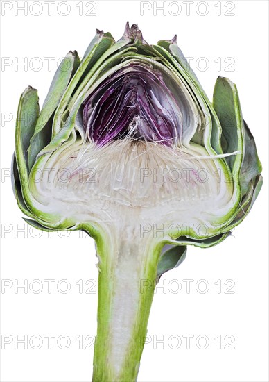 Cardoon or Artichoke Thistle (Cynara cardunculus