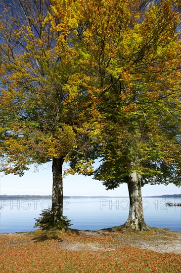 Autumnal beech trees (Fagus) at Lake Starnberg
