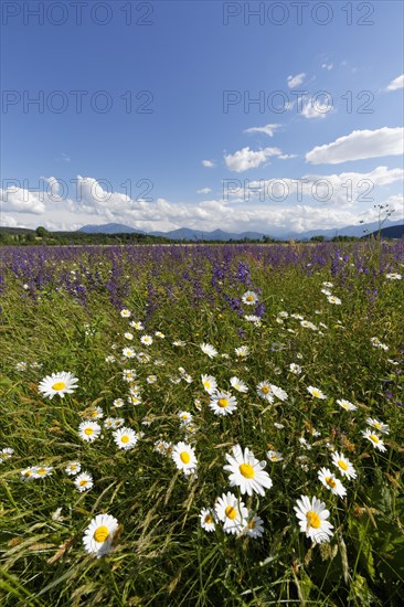 Flower meadow with Daisies (Leucanthemum) and Meadow Sage (Salvia pratensis)