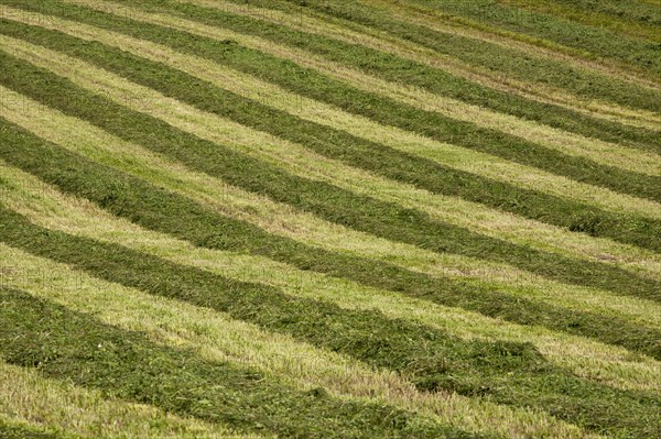 Mowed hay field with a striped pattern