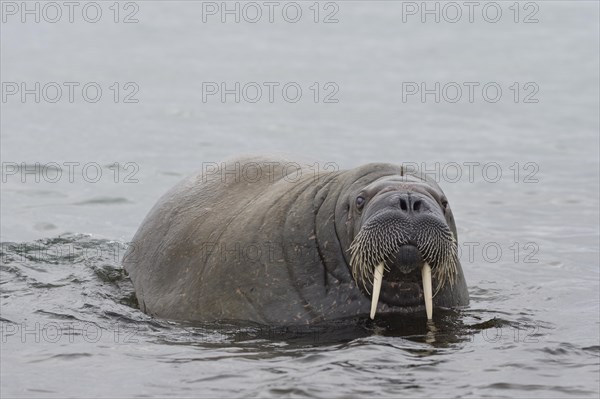 Walrus (Odobenus rosmarus)