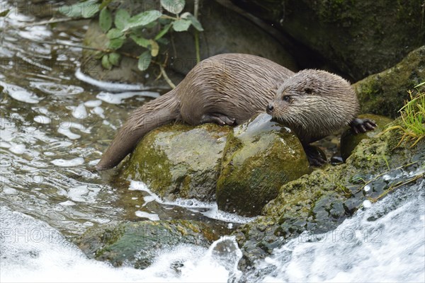 Otter (Lutra lutra)