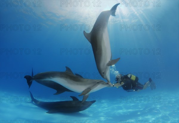 Scuba diver and Bottlenose Dolphins (Tursiops truncatus)