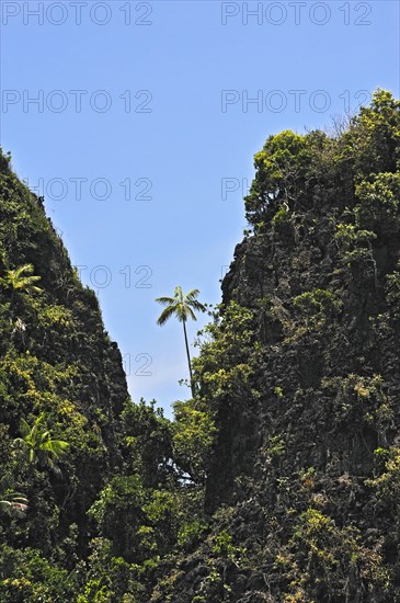 Coconut Palms (Cocos nucifera) on a steep cliff