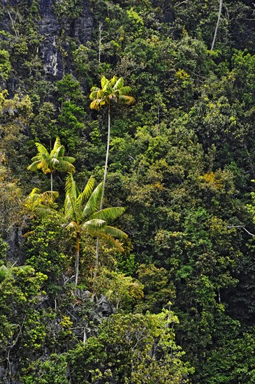 Coconut Palms (Cocos nucifera) on a steep cliff