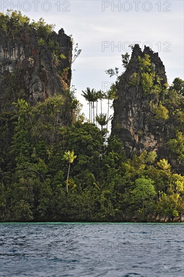 Coconut Palms (Cocos nucifera)