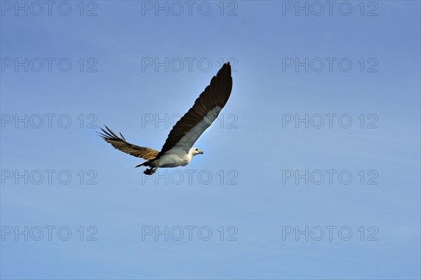 White-bellied Sea Eagle (Haliaeetus leucogaster)