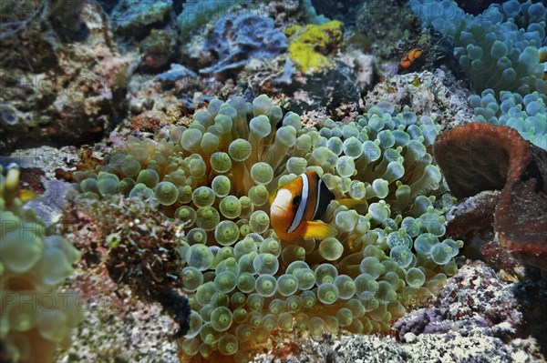 Clark's Anemonefish or Yellowtail Clownfish (Amphiprion clarkii) in Bubble-tip Anemone (Entacmaea quadricolor)