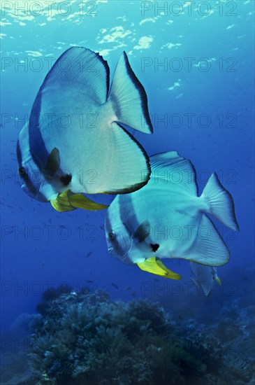Longfin Batfish (Platax teira)