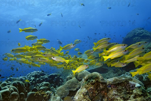 Yellowtail Snappers (Ocyurus chrysurus)