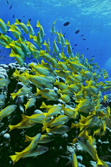 Bigeye Snapper (Lutjanus lutjanus)