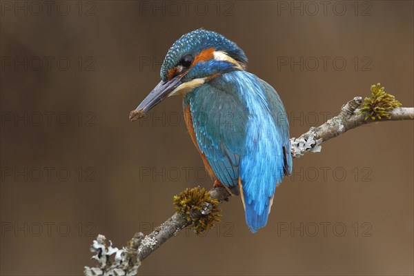 Kingfisher (Alcedo atthis)